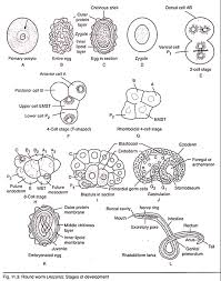 Life Cycle Of Roundworm With Diagram