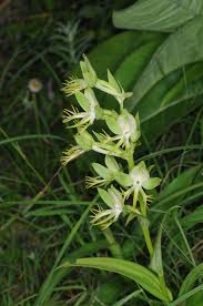 Image result for Habenaria petitiana