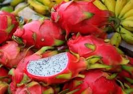 Pitaya Fruit Du Dragon Blog De Naturealpha Skyrock Com Fruit Du Dragon Manger Des Fruits Fruit