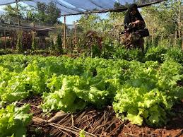 Tags berkebun di rumah, cara berkebun organik, cara membuat kebun organik. Pertanian Organik Sebagai Solusi Pertanian Berkelanjutan Mongabay Co Id Mongabay Co Id