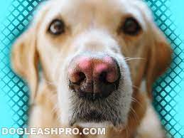 Pink Spot On Dog S Nose What Does It Mean Dog Leash Pro