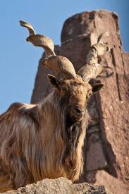 This practical scale measures orientation to person, place, and time, and. Would This Be Lucifers Goat Form Natureismetal