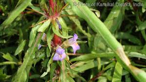 Image result for Hygrophila schulli