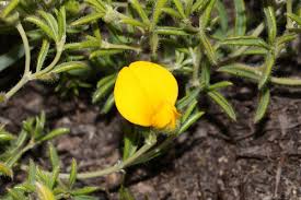 Image result for Argyrolobium rupestre