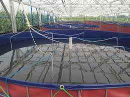 Daftar Penerima Bantuan Kolam Lele Bioflok Dari Kkp Kementrian Kelautan Dan Perikanan 2017 Bag 3 Wija Baja Ringan