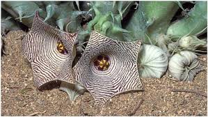 Image result for Huernia leachii