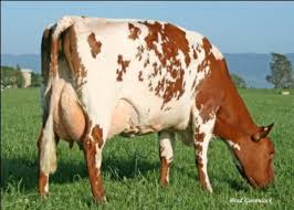 Black And White Cow Breeds Australia Aussie Reds Australian Red Dairy Breed Welcome Australia Pictures Dairy Breeds Breeds