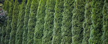 Wann sollte das passieren und worauf sollten sie dabei achten? Thuja Hecke Schneiden Lesen Sie Wann Und Wie Sie Lebensbaume Stutzen Sollten