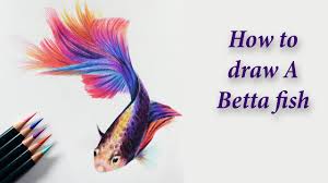 Ordinarily, bettas are stunning pets that come in a variety of colors and patterns. How To Draw A Betta Fish Colored Pencil Tutorial Youtube