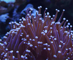 los corales marinos son animales coloniales salvo excepciones pertenecientes al filo cnidaria clase anthozoa las colonias estan formadas por hasta miles de