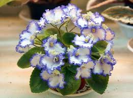 Check spelling or type a new query. Le Zoryane Syajvo Mini African Violets Saintpaulia African