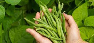 Leaves are usually composed of three leaflets; Green Bean Care And Growing Guide Do It The Proper Way