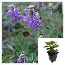 Image result for Coleus caninus