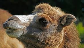 A camel with a nourished hump can live up to a couple of weeks without eating or drinking. Page 2 Royalty Free Humping Photos Free Download Pxfuel