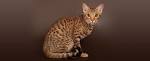 Ocicat price range. Ocicat kittens for sale cost. Best ...