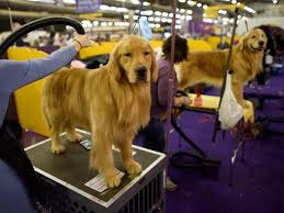 Below, sporting news tracked westminster dog show 2020 results, including best in show and winners by group and breed. Dog Breeds That Have Never Won The Westminster Dog Show