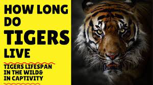 How Long Do Tigers Live Tiger Lifespan