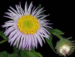 Image result for Erigeron steudelii
