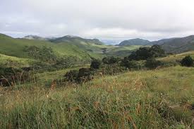 Image result for Otiophora pycnostachys