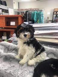 It is in their dna to want to be with you, please you, and make you laugh. We Have Three Lowchen Cross Pet Essentials Hamilton Facebook