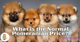 Pomeranian Price How Much Does A Pomeranian Cost
