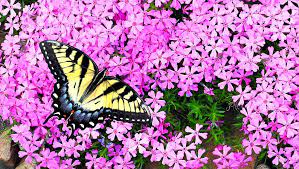 Flowers clustered into clumps of one species will attract more pollinators than individual plants scattered through the habitat patch. 20 Proven Plants That Attract Butterflies 2021 Guide Bird Watching Hq