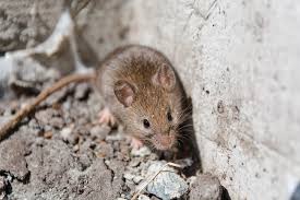 Rodents are attracted to crawl spaces because they are warm, damp, and protected from the elements. Can Rodents Cause Concrete Foundation Deterioration