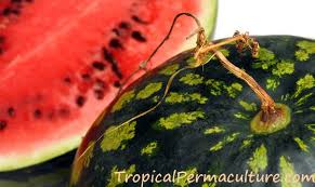 Most varieties are best suited for southern growing regions, but there are. Growing Watermelons How To Grow Watermelon Plants From Seed