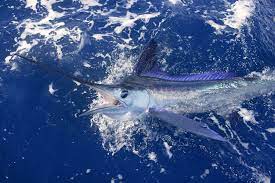 Maybe you would like to learn more about one of these? Top 3 St Pete Beach Fishing Charters Gulf Winds Resort
