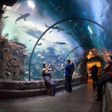 Shark Reef Aquarium At Mandalay Bay Vegas Vacation Vegas Attractions Las Vegas Attractions