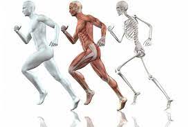 Maybe you would like to learn more about one of these? 3 Macam Rangka Tubuh Manusia Rangka Kepala Rangka Badan Dan Rangka Anggota Gerak Semua Halaman Bobo