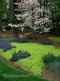 Groundcover Creeping Jenny Love Love Love Creeping Jenny Spreads Fast I Think The Blue Purple Ones Are Amenagement Paysager Jardin D Ombre Idees Jardin