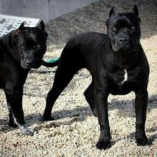 Black And Brown Pitbull Dog Pin By Navion Brown On Dogs Cane Corso Black Pitbull Pitbull Terrier Corso Dog Dogs