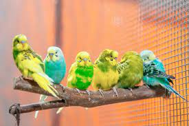 Check spelling or type a new query. Was Durfen Wellensittiche Fressen