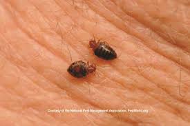Hardly anybody else is doing this. Bed Bug Identification Guide Biology Size Color Anatomy