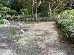 Image result for Polystachya bifida