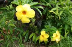 Image result for Apocynaceae subfamily Periplocoideae