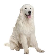 We provide a one year written health guarantee along with ongoing support for new owners. Maremma Sheepdog Breed Guide Petbarn