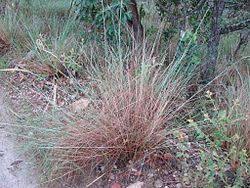 Image result for Sorghastrum stipoides