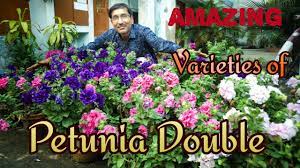 Next Time Grow Petunia Double Youtube