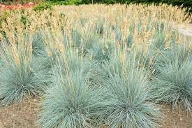 Image result for Festuca