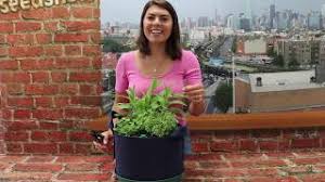 Once the plant begins to flower, the herb begins to lose some of its flavor and potency. How To Harvest Thyme Youtube