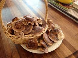 My First Shiitake Mushroom Harvest I Used A Tabletop Farm From Field Forest Products Less Than 3 Wks From Stuffed Mushrooms Shiitake Mushroom Shiitake