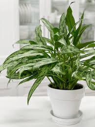 Maybe you would like to learn more about one of these? Aglaonema Silver Bay Chinese Evergreen Care Difficulty Easy Amiesue Com