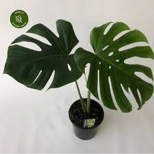 Посмотрите твиты по теме «#mostera» в твиттере. Monstera Deliciosa 19cm Cowell S Garden Centre Woolsington