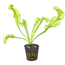 Image result for Aponogeton desertorum