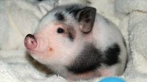 A Pig In A Blanket Cute Animals Cute Baby Animals Baby Pigs