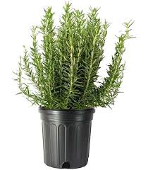 Image result for rosemary container