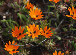 Image result for Hirpicium gracile