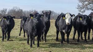 angus cattle| black angus cattle​| angus cattle for sale| orderlivestock.com